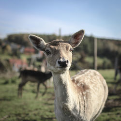 Close-up portrait of sheep on field