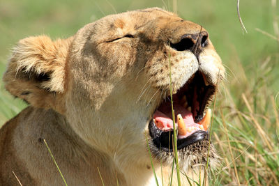 Close-up of lioness yawning