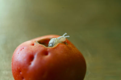 Close-up of snail on tomato