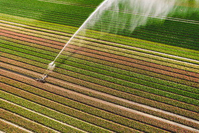 Full frame shot of agricultural field