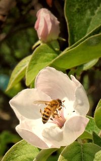 Close-up of bee on flower