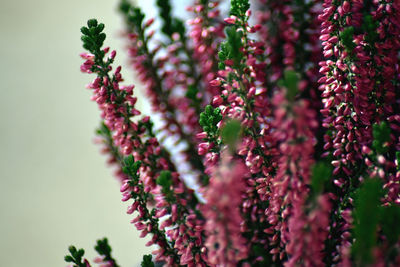 calluna