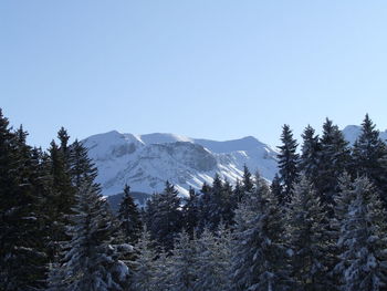 Pine trees against mountains in winter