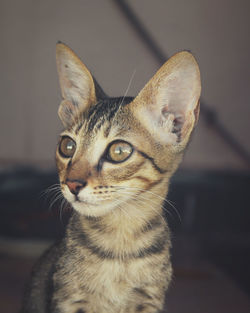 Close-up portrait of a cat