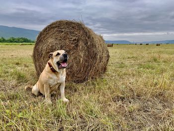 View of dog on field