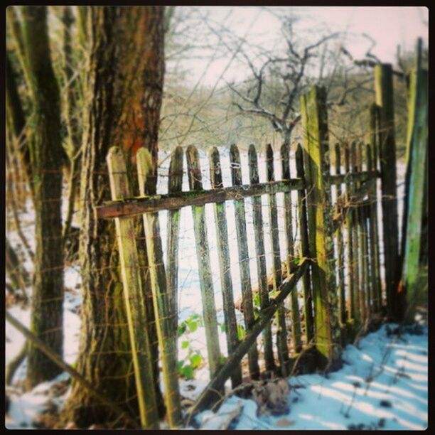 transfer print, tree, auto post production filter, fence, railing, selective focus, wood - material, focus on foreground, tree trunk, metal, day, growth, outdoors, protection, no people, forest, close-up, nature, hanging, wooden