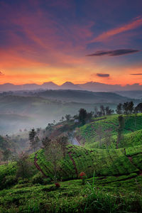 Scenic view of field against sky during sunset