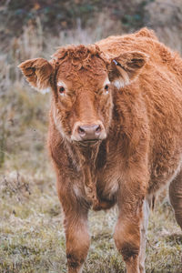 Close-up of cow standing on field