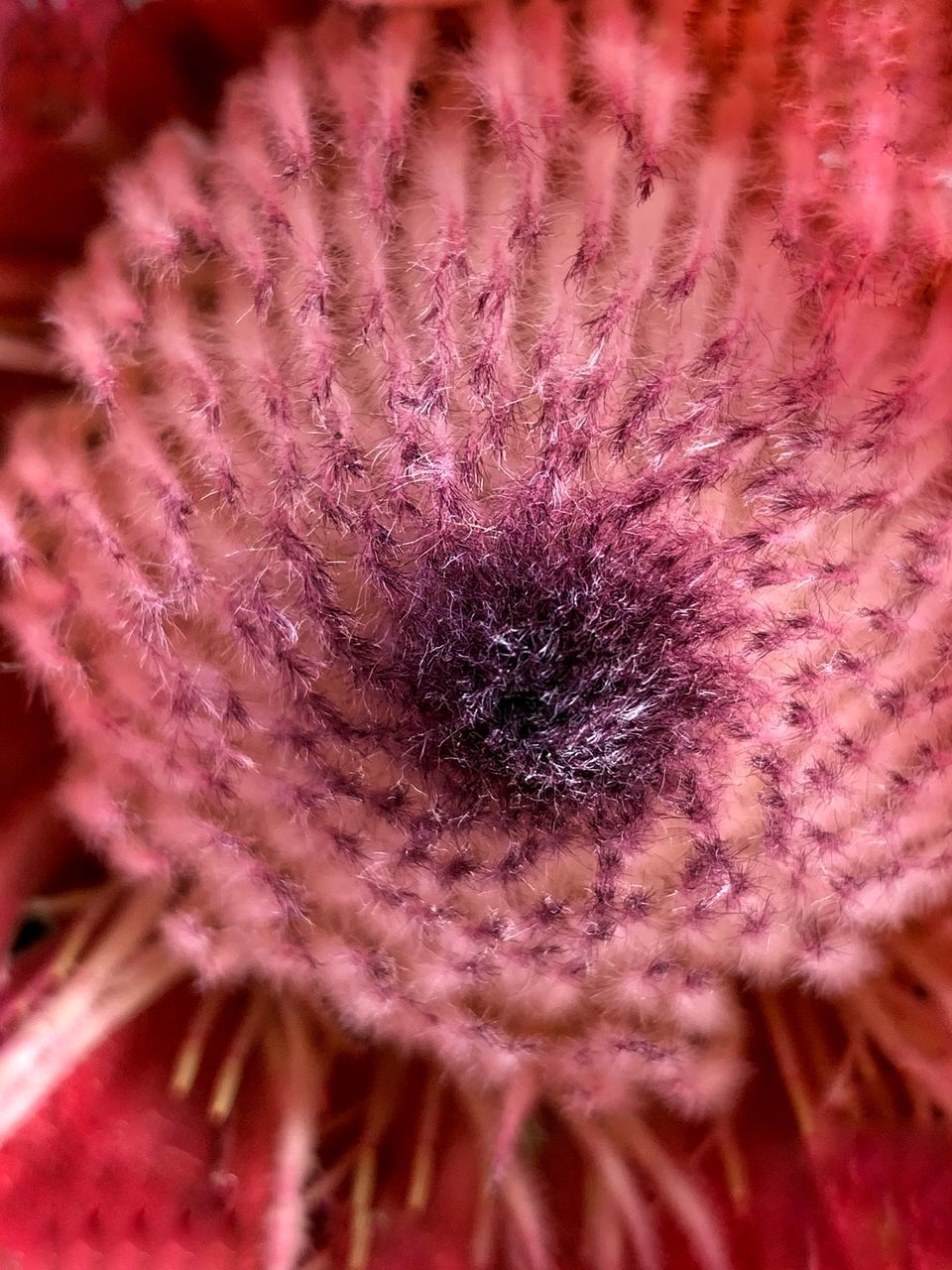 CLOSE-UP OF PINK FLOWER ON PLANT