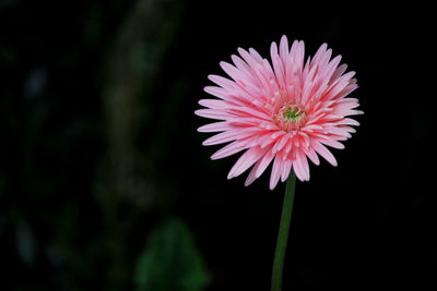 Close-up of pink daisy flower