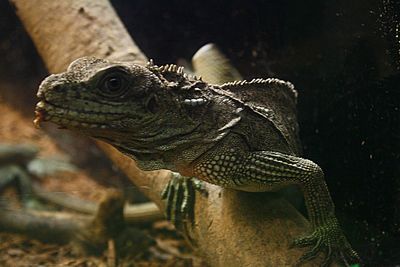 Close-up of a lizard