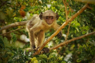 Baby monkey on tree