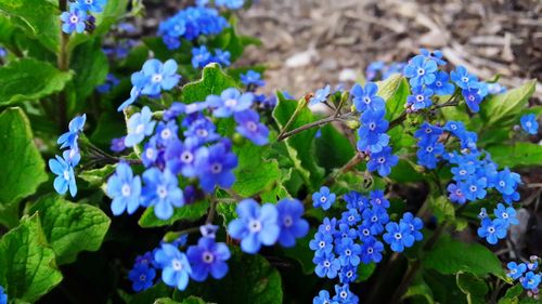 Close-up of purple flowering plants