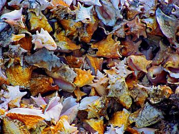 Full frame shot of dry maple leaves