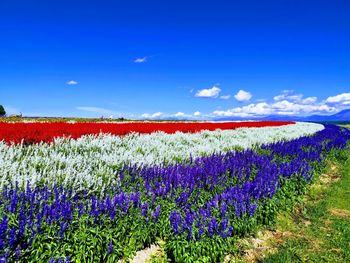 Purple flowering plants on field against blue sky