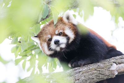 Low angle portrait of red panda on branch