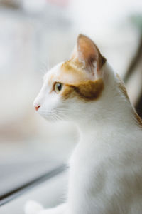 Close-up of cat looking away