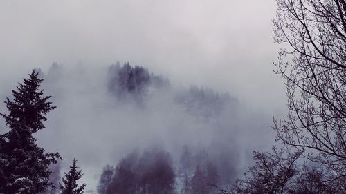Low angle view of trees in forest against sky