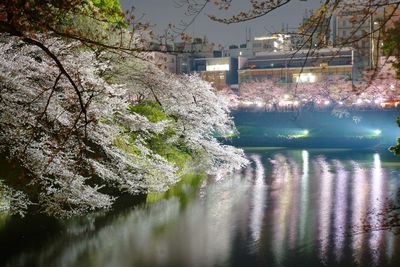 Reflection of trees in water at night