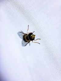 Close-up of bee