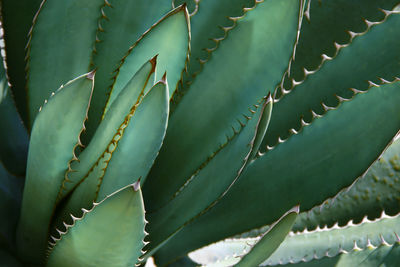 Close-up of succulent plant