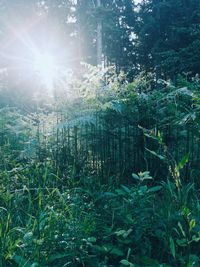 Trees growing in forest against bright sun