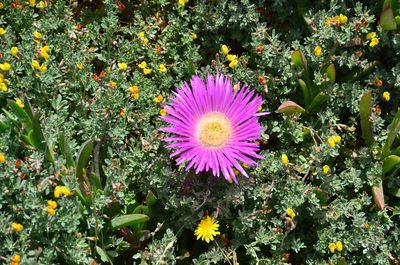 Close-up of pink flowering plants