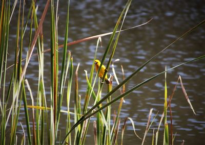Close-up of bird on grass against lake