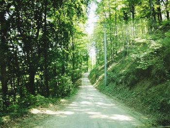 Road amidst trees in forest