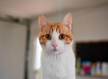 Portrait of ginger cat