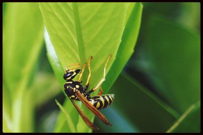 Close-up of insect on leaf