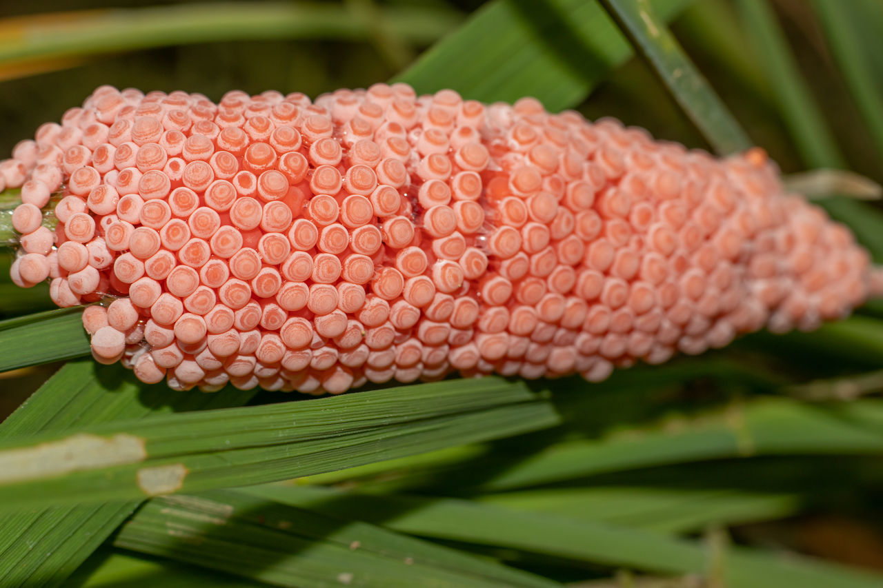 CLOSE-UP OF FRESH LEAVES