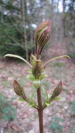 Close-up of flower buds