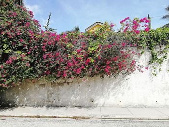 Pink flowering plants against building wall