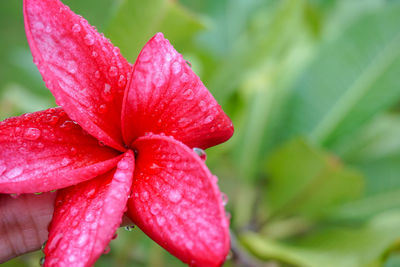 Close-up of red rose flower