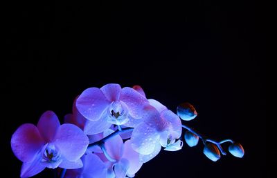 Close-up of purple orchid against black background