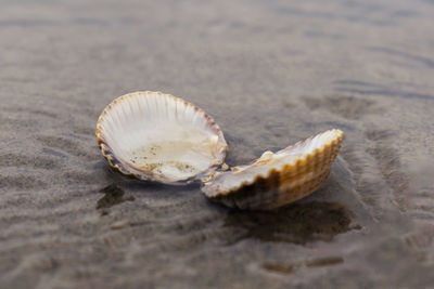 Close-up of crab on sand