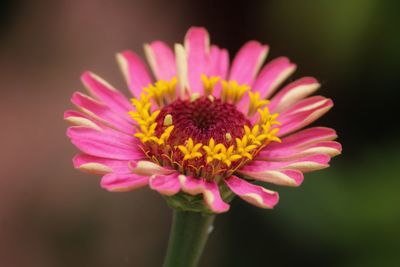 Close-up of pink flower