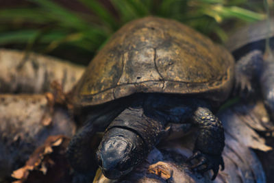 Close-up of turtle on field