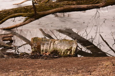 View of trees on field