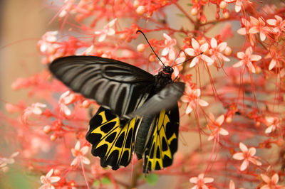 Butterfly perching on flower