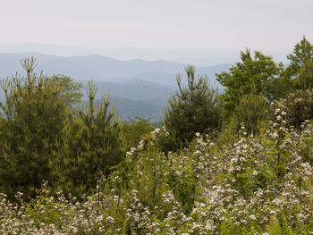 Close-up of plants against mountain range