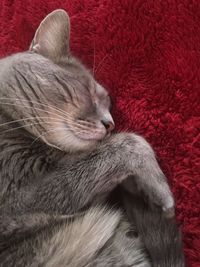 Close-up of cat sleeping