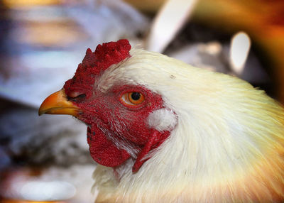 Close-up of rooster