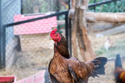 View of a rooster