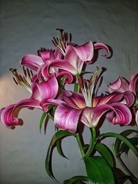 Close-up of pink flowers