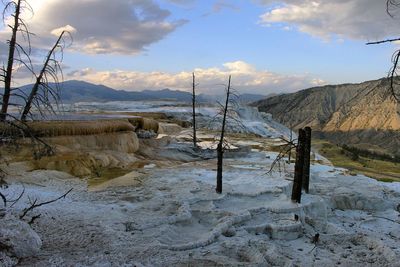 Bare trees on field by mountains at yellowstone national park