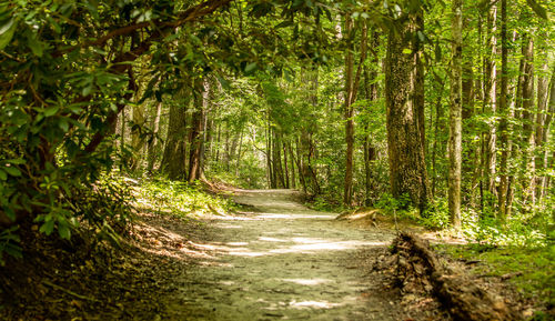 Dirt road amidst trees in forest