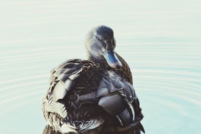 Close-up of duck swimming in lake