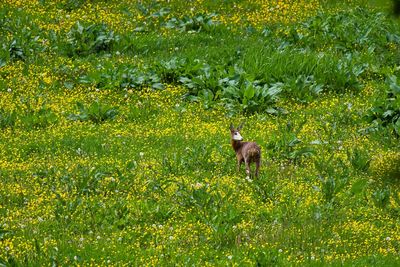 View of flowering plants on field